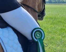 dressage horse Dorien van de nuist (Haflinger, 2016)