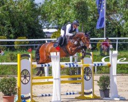 jumper Nevada van't Zand (Belgian Warmblood, 2013, from Edjaz van T Merelsnest)