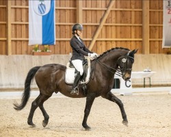 dressage horse Lord Beauty 2 (German Sport Horse, 2010, from Lord Moritzburg)