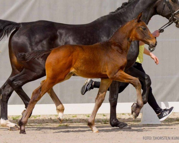 foal by Bella Hadid (Hanoverian, 2024, from Bon Coeur)