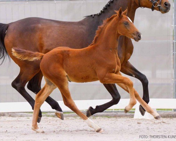 foal by Just be great PZB (Hanoverian, 2024, from Jasper)