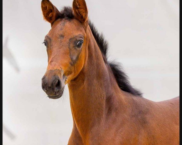 foal by Benett (Hanoverian, 2024, from Bonhoeffer)