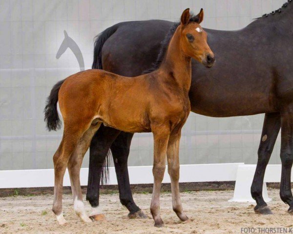 foal by Verivox (Hanoverian, 2024, from Vision)