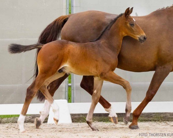 foal by Zenit (Hanoverian, 2024, from Zonik)