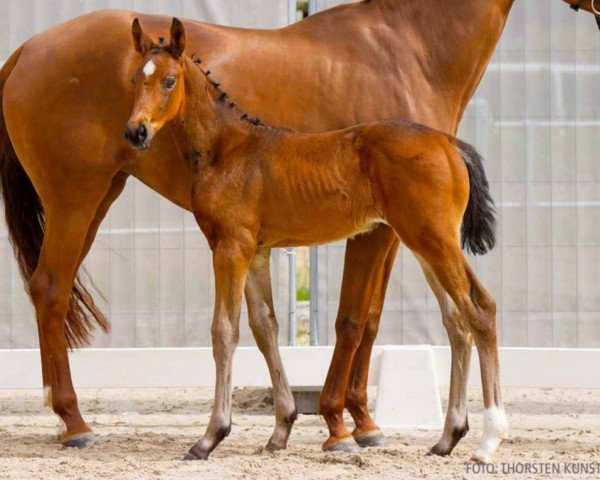 foal by Bonnibelle (Hanoverian, 2024, from Bonhoeffer)