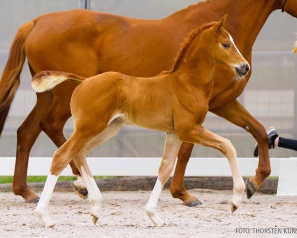 foal by Exclusiv Girl (Hanoverian, 2024, from Extreme U.S.)