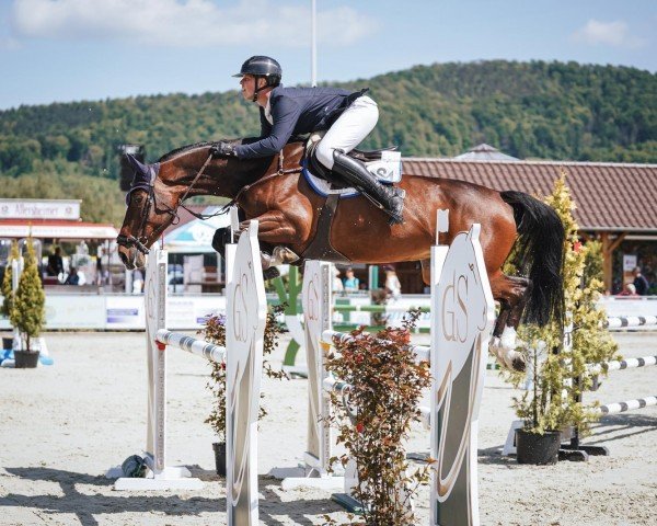 jumper Karisima U (Zangersheide riding horse, 2018, from Kannan)