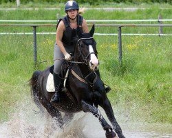 dressage horse Gogo Zara (Oldenburg show jumper, 2016, from Caretinus K)