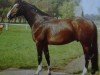 stallion Duralin III (Mecklenburg, 1981, from Duran)