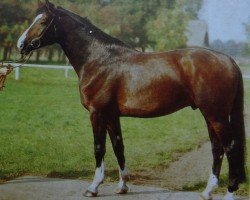 stallion Duralin III 2739 (Mecklenburg, 1981, from Duran 3264)