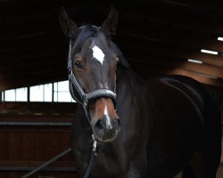 broodmare Juliette (Mecklenburg, 1999, from Juventus)