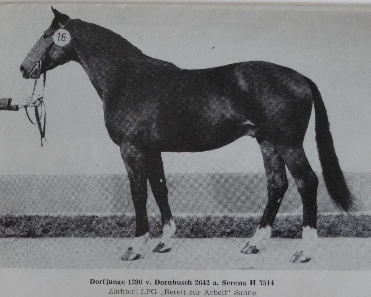 stallion Dorfjunge 1396 (Noble Warmblood, 1979, from Dornbusch 2642)