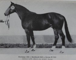 Deckhengst Dorfjunge 1396 (Edles Warmblut, 1979, von Dornbusch 2642)