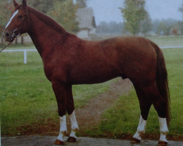 stallion Darker (Noble Warmblood, 1981, from Disponent)
