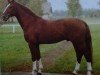 stallion Darker (Sella Italiano, 1981, from Disponent)
