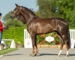 dressage horse Elmorado (Westphalian, 2020, from Ehrenstolz)