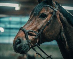 jumper Lancadius (German Sport Horse, 2008, from Lancado)