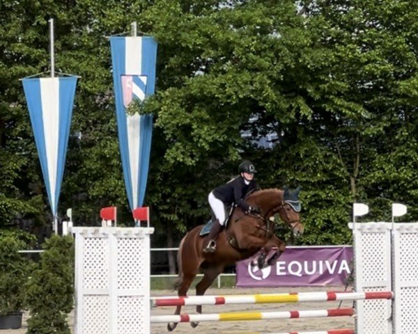 jumper Zuckermaidje (German Sport Horse, 2018, from Zucchero D'Hyrencourt Z)