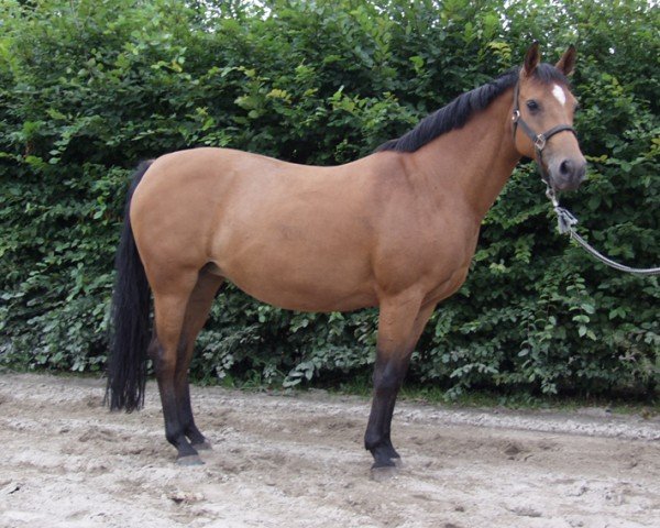 broodmare Naomi (German Riding Pony, 1997, from Notre Beau)