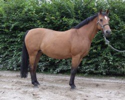 Pferd Naomi (Deutsches Reitpony, 1997, von Notre Beau)