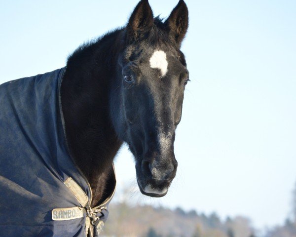 horse Rambino (Westphalian, 1988, from Ribot)