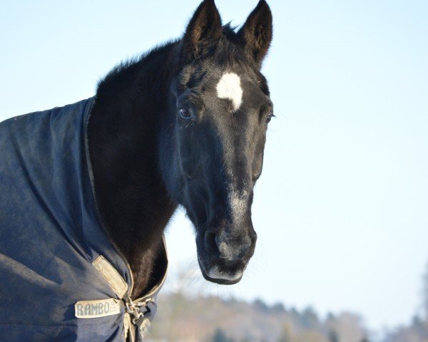 Pferd Rambino (Westfale, 1988, von Ribot)