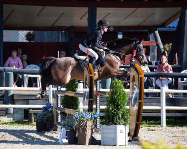 Pferd Boomerang de la Tour (Französisches Pony, 2011, von Poetic Justice)