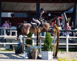 horse Boomerang de la Tour (French Pony, 2011, from Poetic Justice)