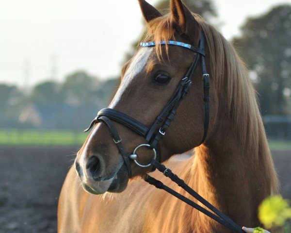 Dressurpferd Tiger Fox (Deutsches Reitpony, 2010, von Top Champy)