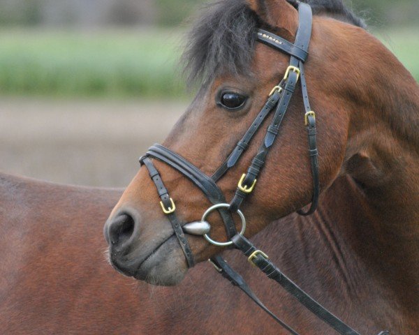 Deckhengst Jacky Fox (Deutsches Reitpony, 2012, von Jacky Boy)