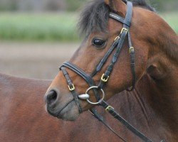 Pferd Jacky Fox (Deutsches Reitpony, 2012, von Jacky Boy)