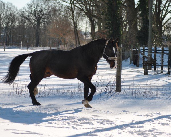 horse Cullen (Oldenburg, 2008, from Cabaret)