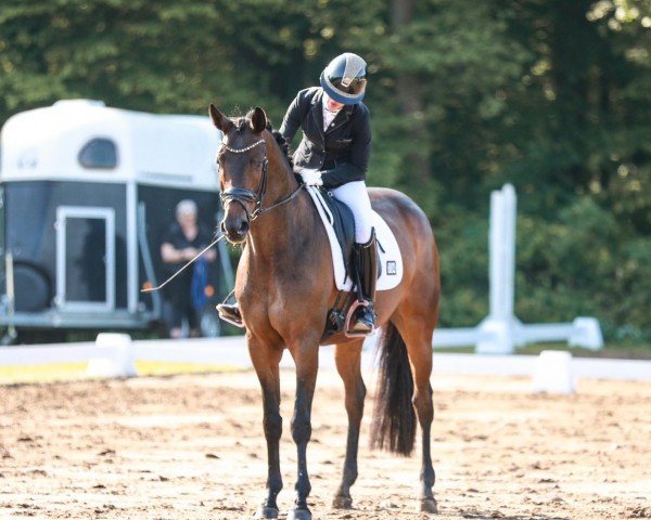 dressage horse Layla Lovegood (Hanoverian, 2018, from Livaldon)