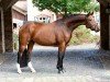 dressage horse Belvedere (Oldenburg, 2020, from Belissimo NRW)