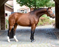 dressage horse Belvedere (Oldenburg, 2020, from Belissimo NRW)