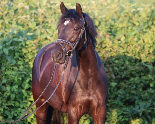 Springpferd Ocean of fire (Deutsches Reitpony, 2010, von Cappuccino)