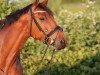 jumper Locarno 89 (Hanoverian, 2016, from Pikeur Lord Fauntleroy)