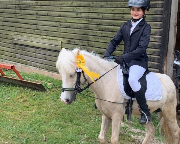 dressage horse Kleine Juni (Welsh Mix, 2019)