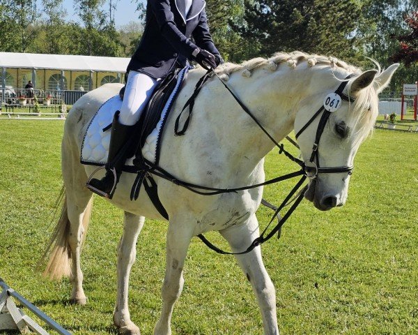 dressage horse Helene S (Trakehner, 2008, from Interconti)