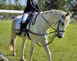 dressage horse Helene S (Trakehner, 2008, from Interconti)