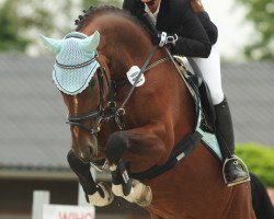 broodmare Granini 69 (Oldenburg show jumper, 2006, from Grandino 25)