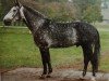 stallion Wellenspiel (Hanoverian, 1981, from Wendekreis)