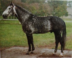 Deckhengst Wellenspiel 2732 (Hannoveraner, 1981, von Wendekreis)