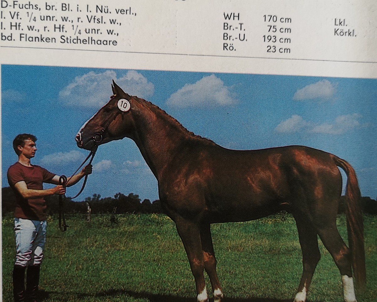 Deckhengst Adorello (Brandenburger, 1985, von Adept 2602)