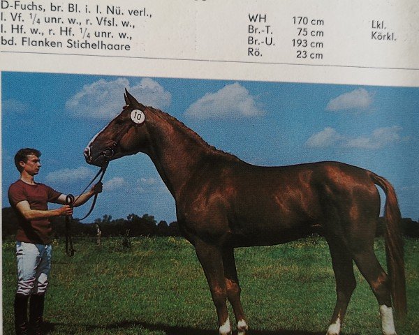 stallion Adorello (Brandenburg, 1985, from Adept)