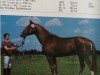 stallion Adorello (Brandenburg, 1985, from Adept)