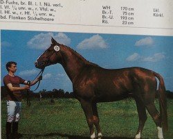 stallion Adorello (Brandenburg, 1985, from Adept 2602)