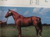 stallion Versschmied (Trakehner, 1985, from Alarm)