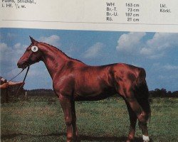 stallion Versschmied (Trakehner, 1985, from Alarm 1324)