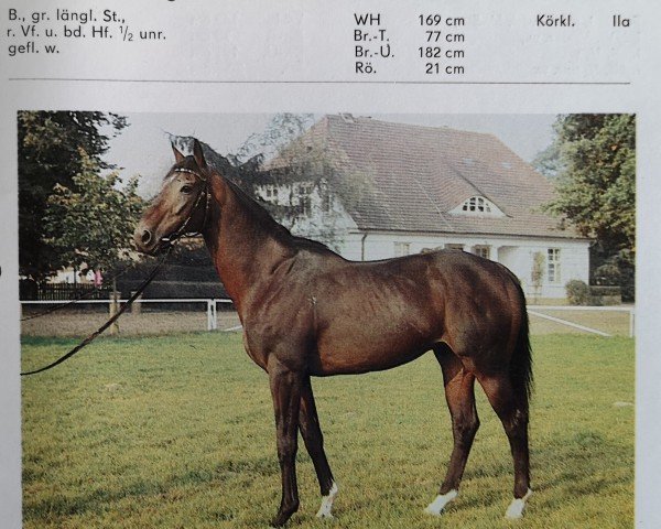 stallion Syenit 3464 xx (Thoroughbred, 1980, from Wildschütz xx)
